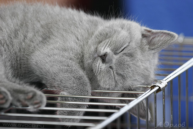 640x427, 101 Kb / кот