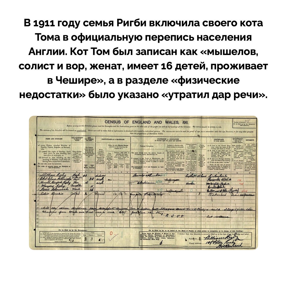 1200x1200, 431 Kb / кот, перепись