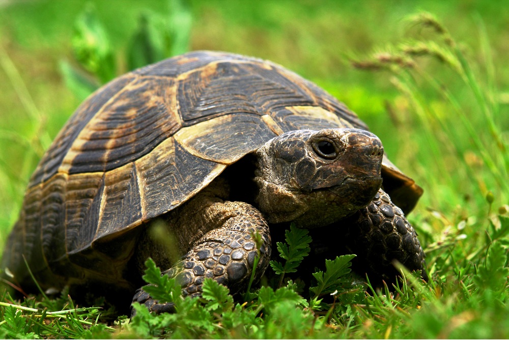 1000x668, 244 Kb / черепаха