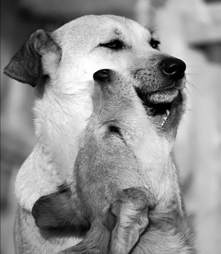 743x852, 375 Kb / собаки,морда,пасть,чб