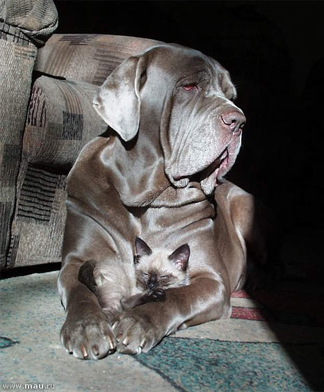 466x564, 62 Kb / кот и пес, идиллия