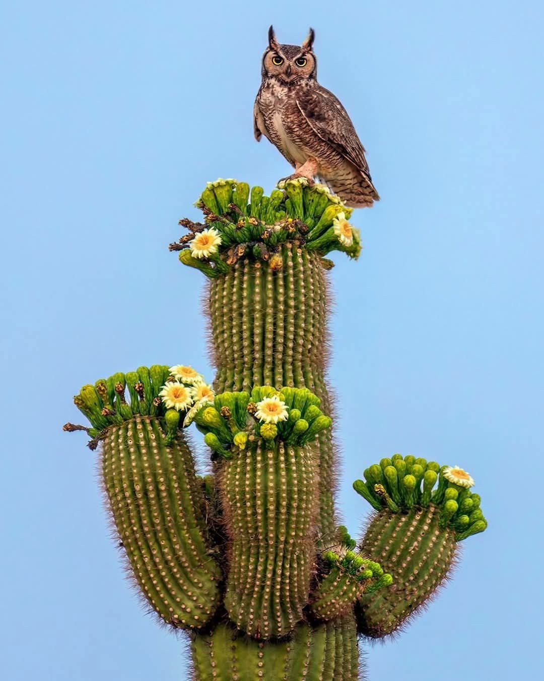 1080x1350, 150 Kb / кактус, сова, филин