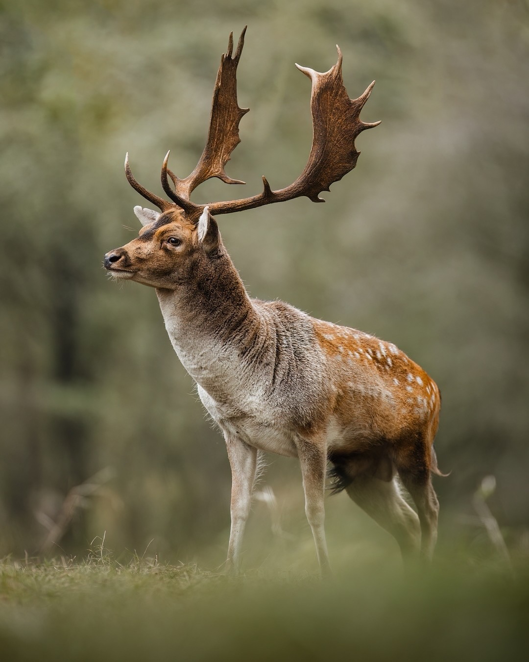 1080x1350, 224 Kb / Олень, рога, лес