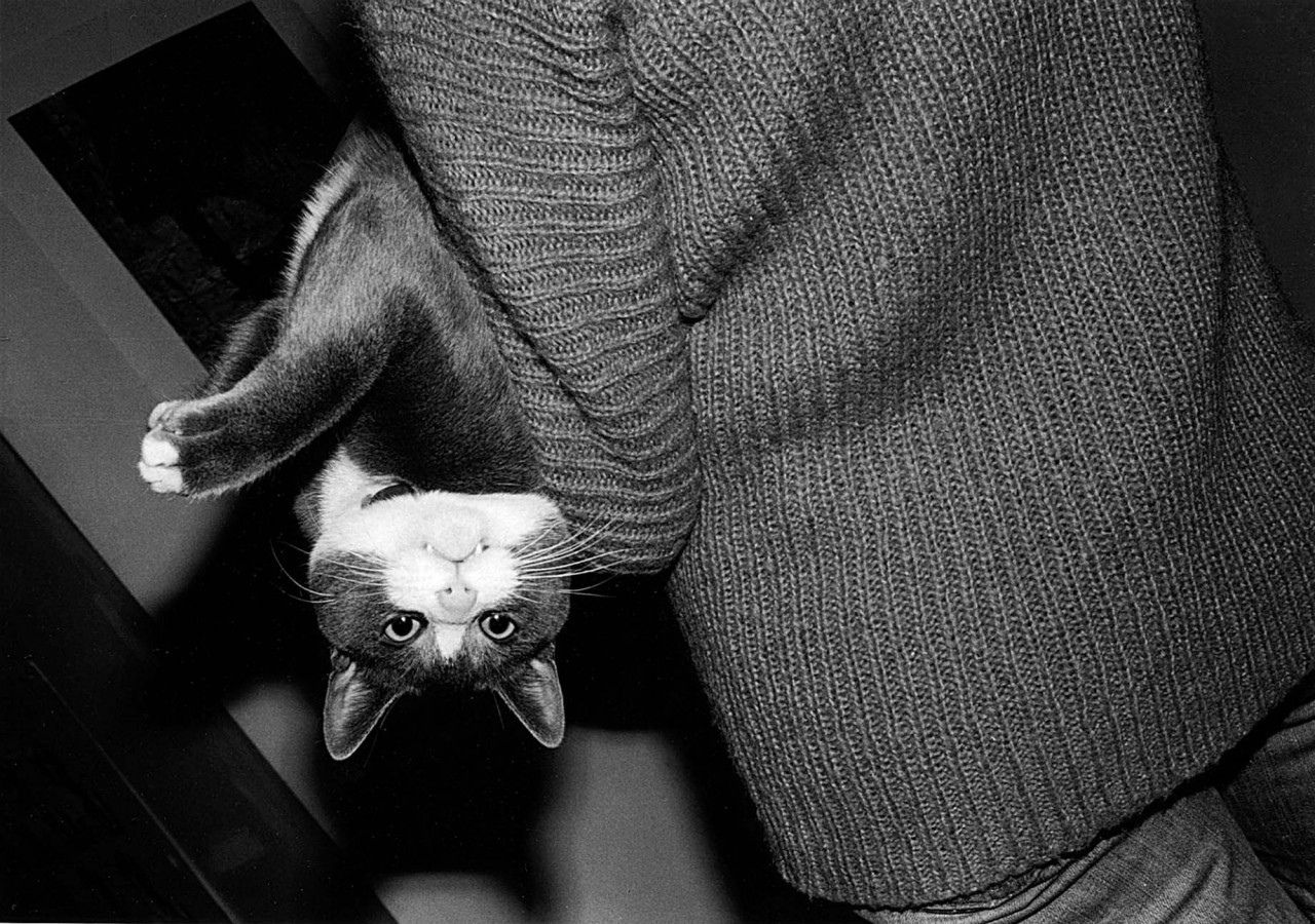 1280x900, 278 Kb / Кот, ч/б