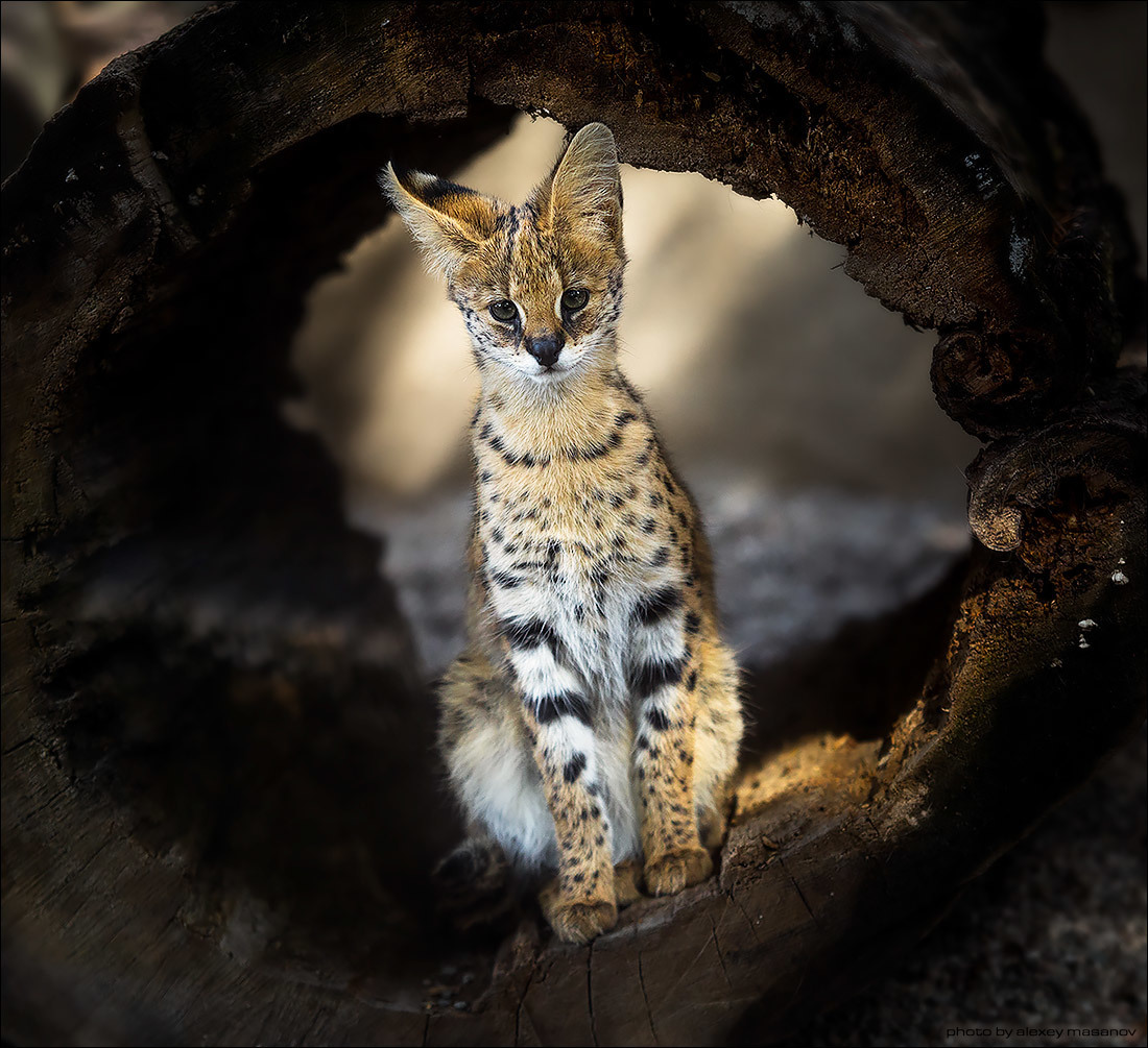 1100x1005, 285 Kb / сервал, кошка, кот, бревно, дупло