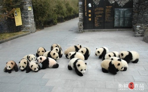 500x310, 90 Kb / панды