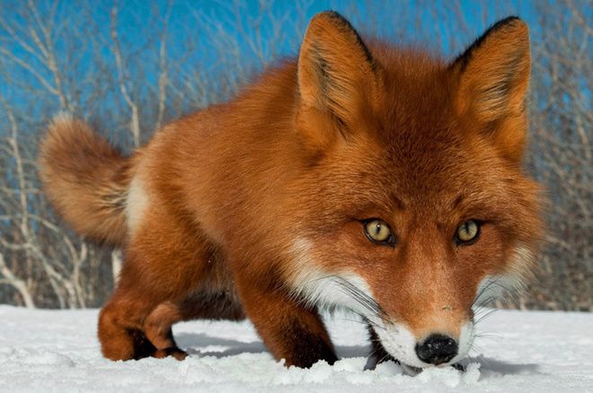 660x438, 54 Kb / лисица, снег