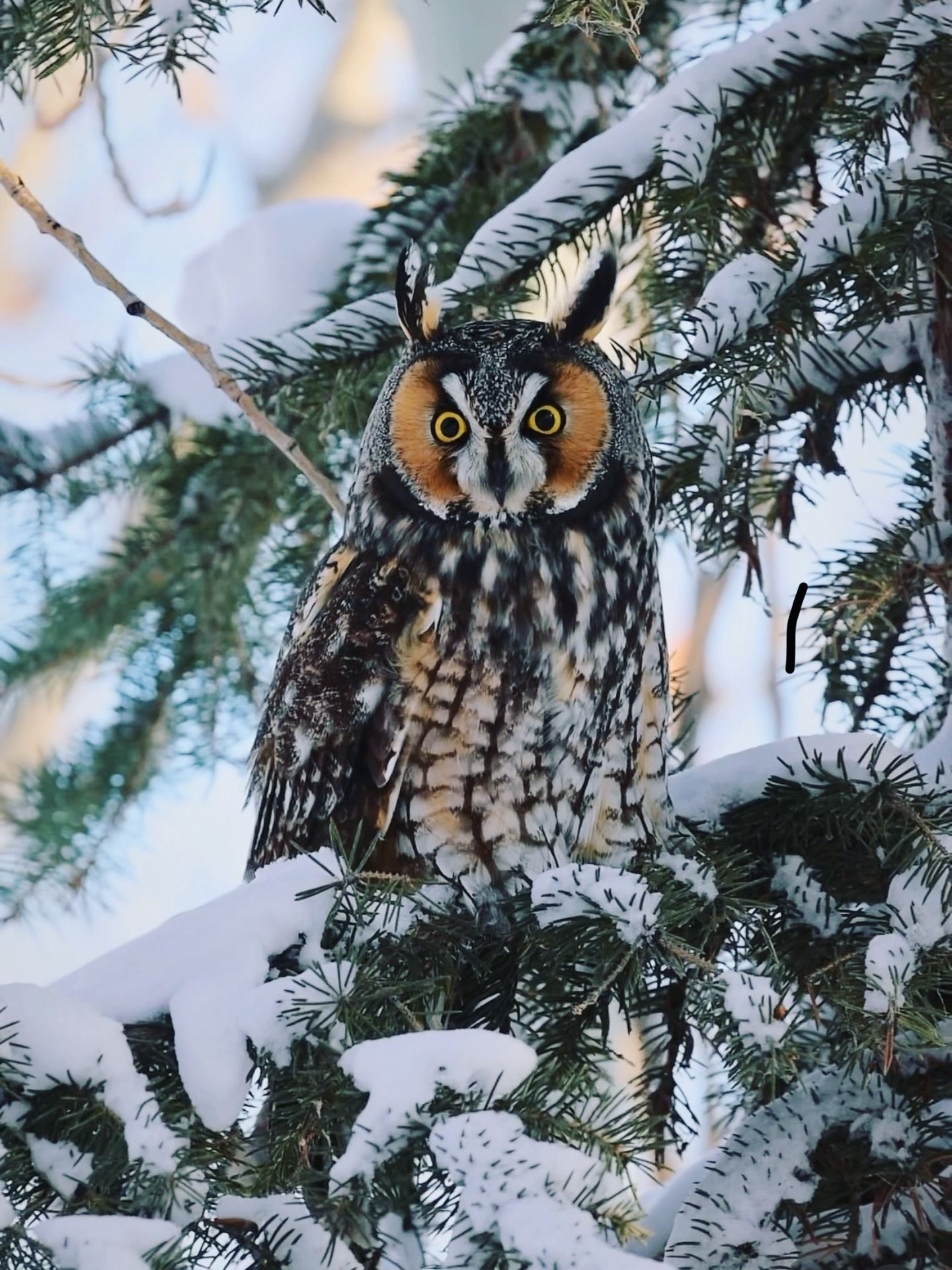 1440x1920, 386 Kb / сова, филин