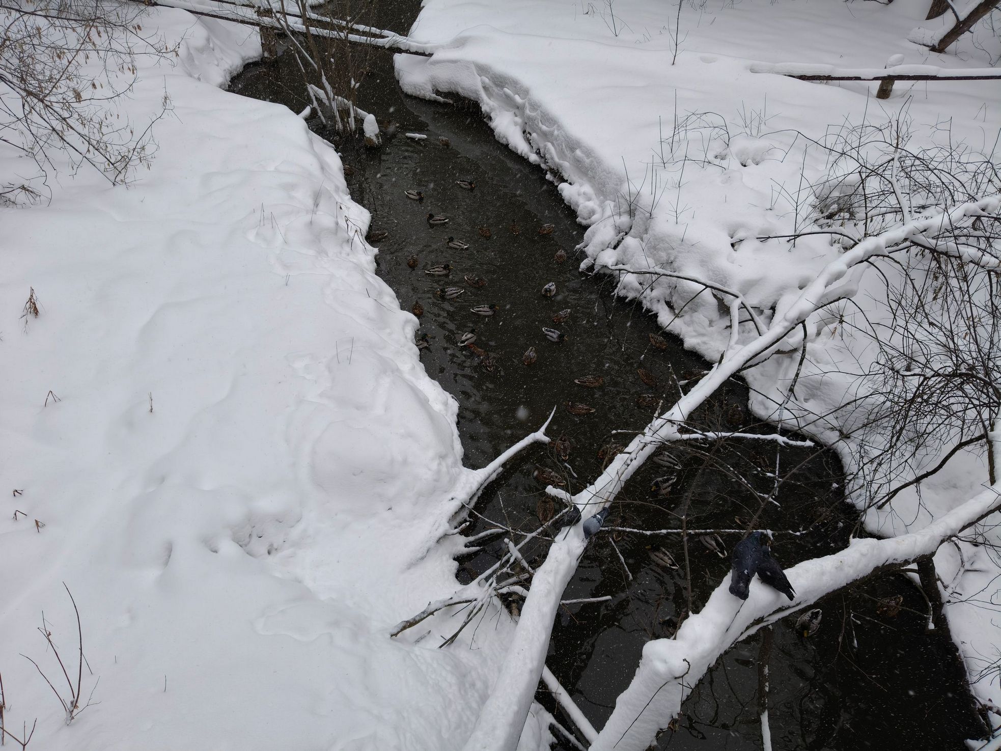 1966x1475, 571 Kb / Новосибирск, снег, утки, река, селезень