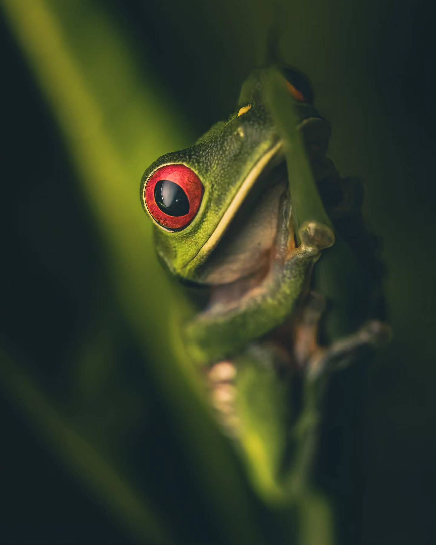 1440x1800, 72 Kb / лягушка