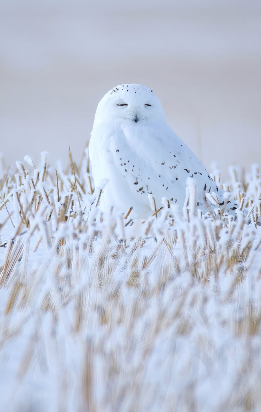 912x1440, 163 Kb / Сова