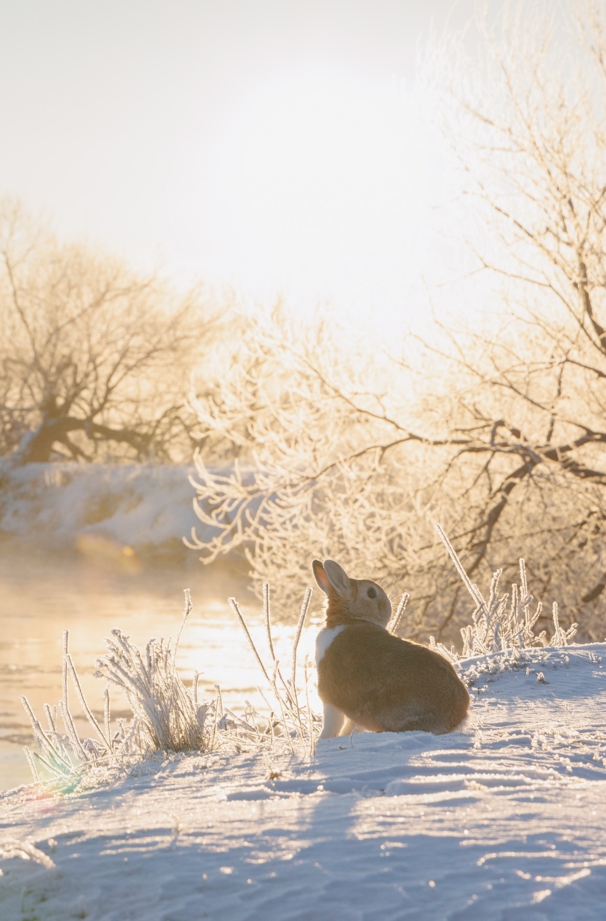 1185x1801, 372 Kb / заяц, зима, снег, кролик, река, лед