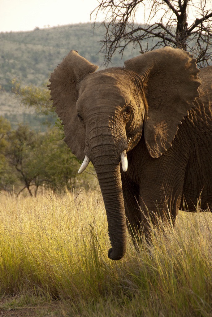 685x1024, 253 Kb / слон