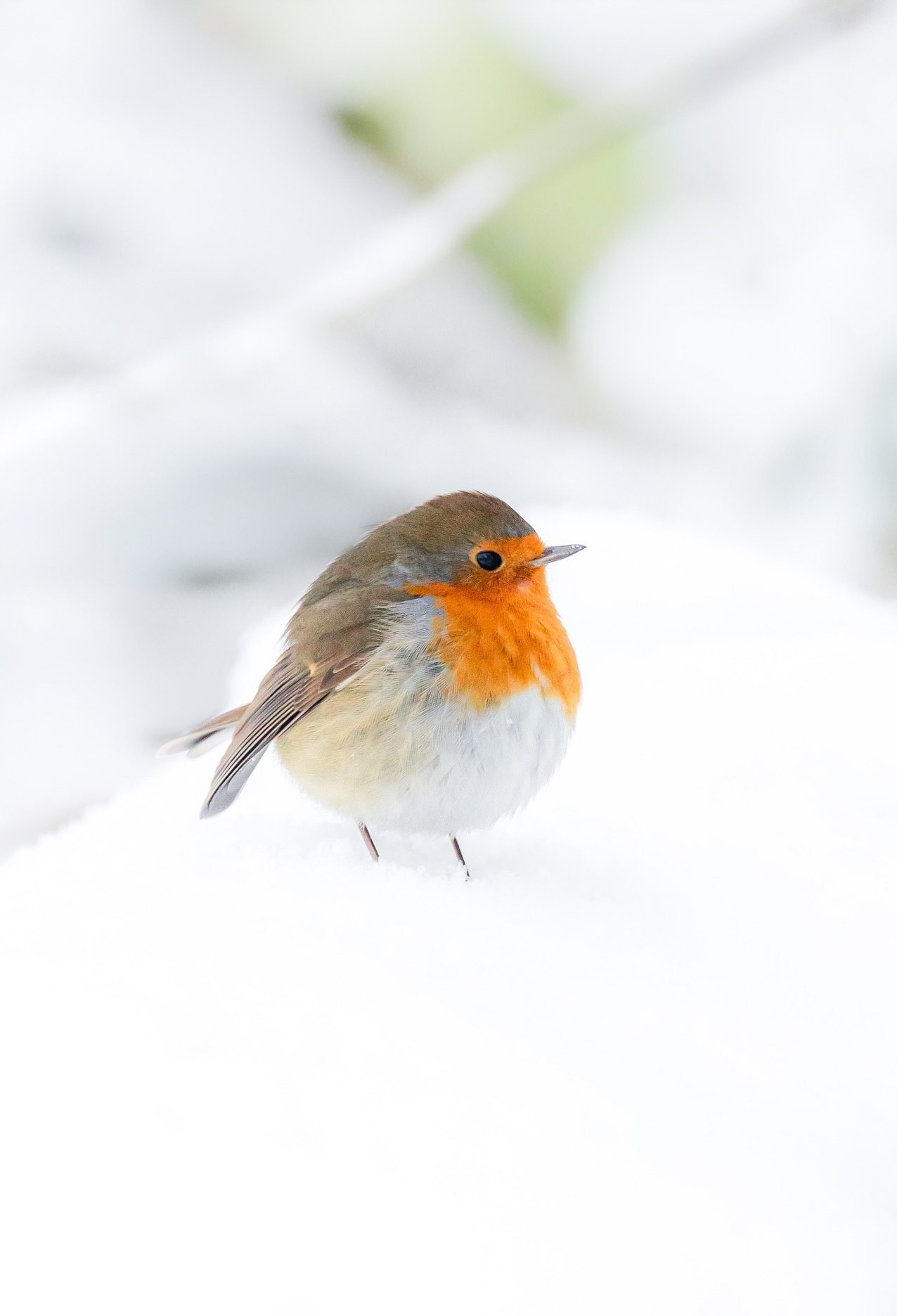 1276x1872, 147 Kb / снег, птица, зарянка