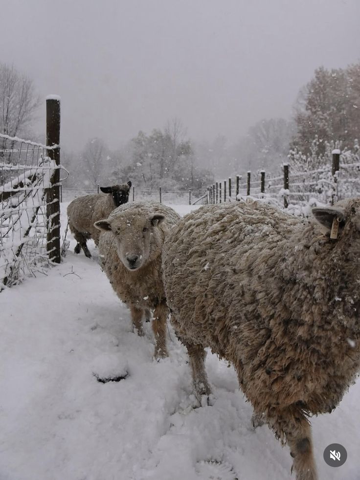 736x981, 98 Kb / овца, снег