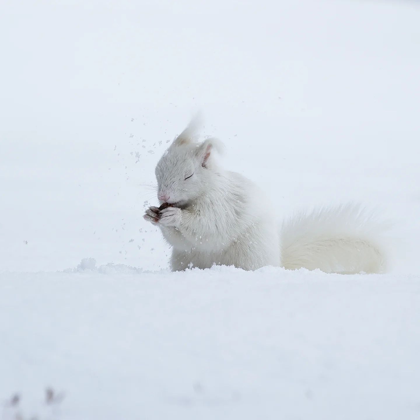 1440x1440, 72 Kb / белка, снег, белый