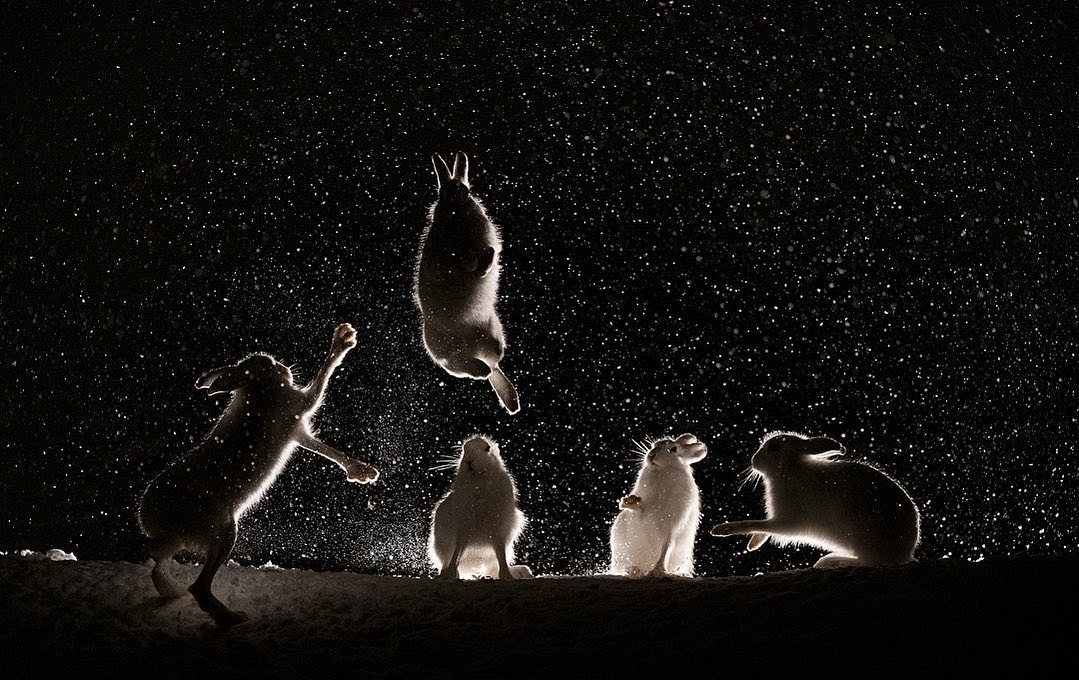 1079x680, 239 Kb / заяц