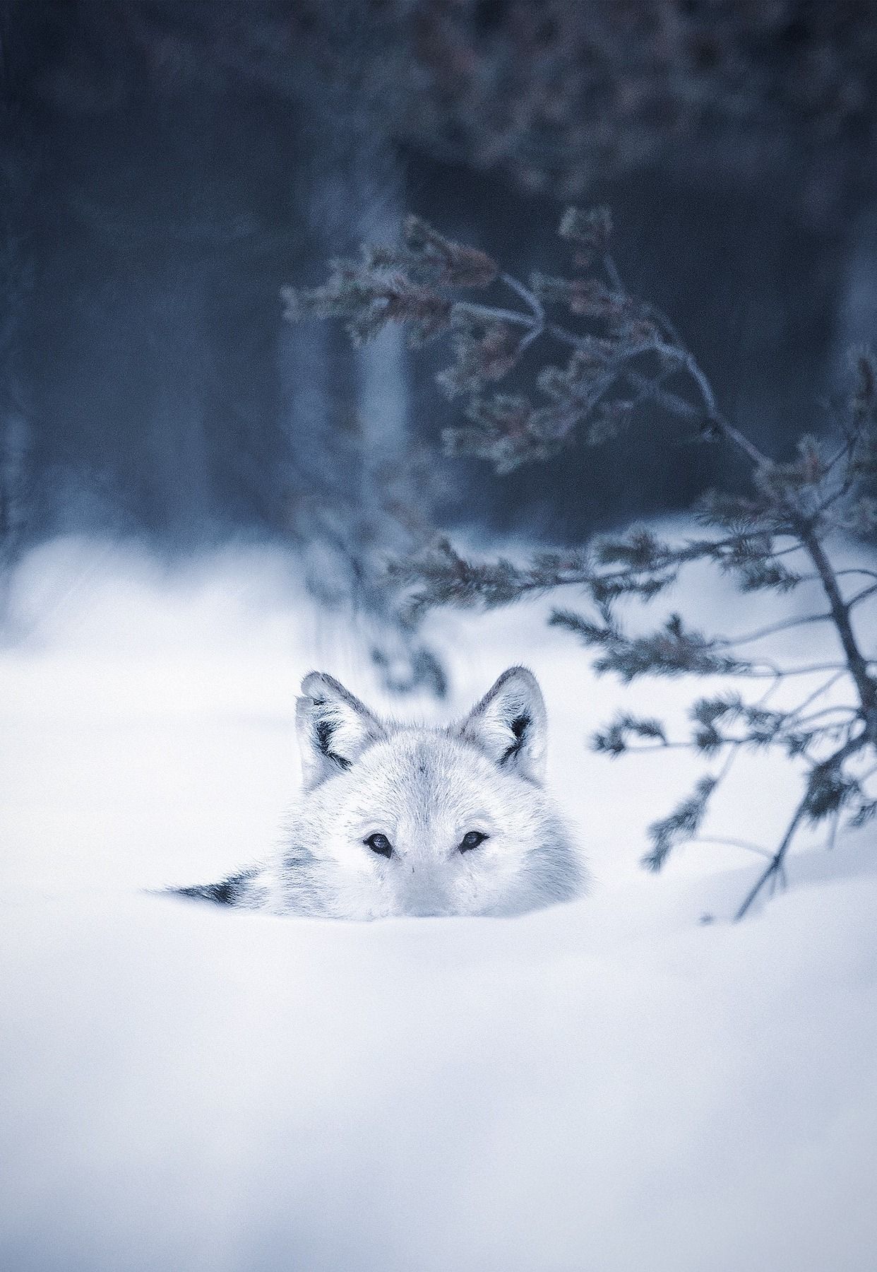 1242x1800, 305 Kb / волк, снег