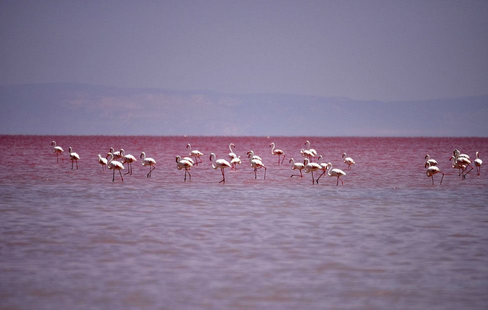 976x621, 60 Kb / фламинго,озеро,туз,турция