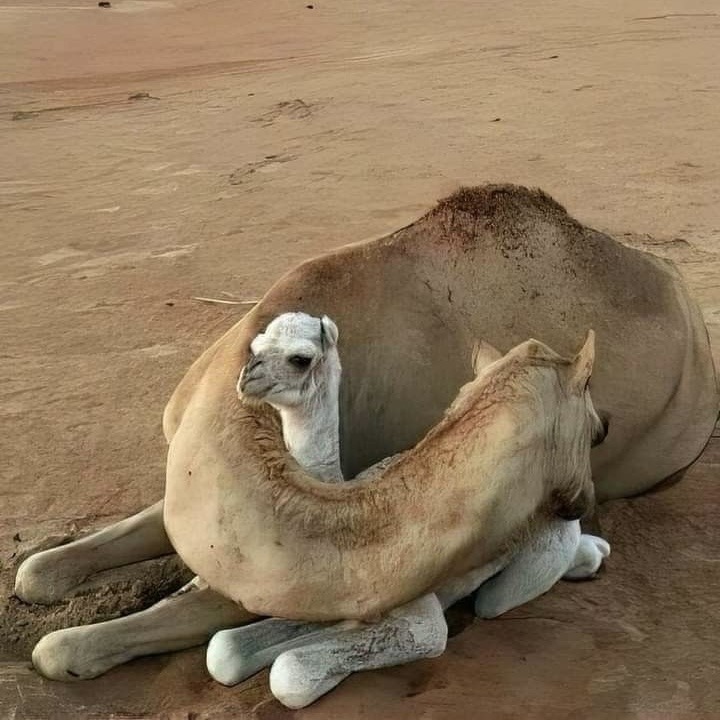 720x720, 122 Kb / верблюд