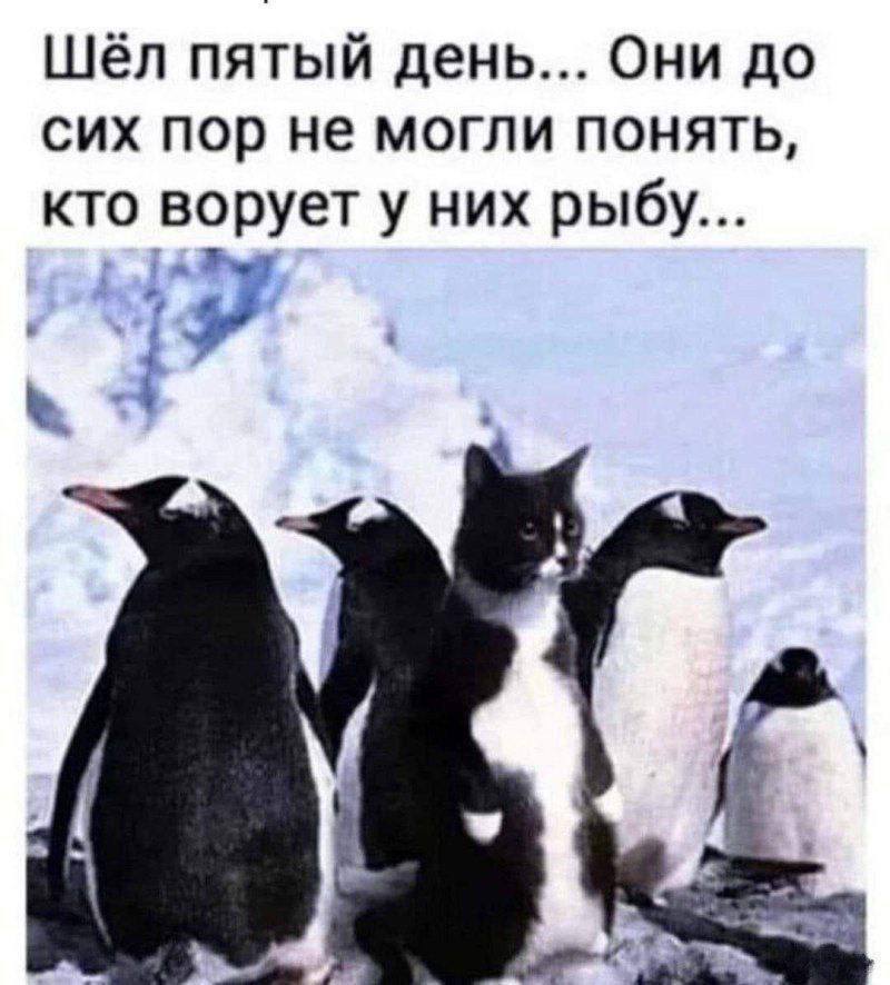 800x886, 79 Kb / кот, пингвин, рыба, снег