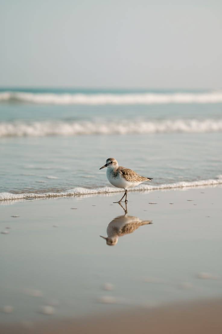 736x1104, 26 Kb / птица, песочник, пляж, песок