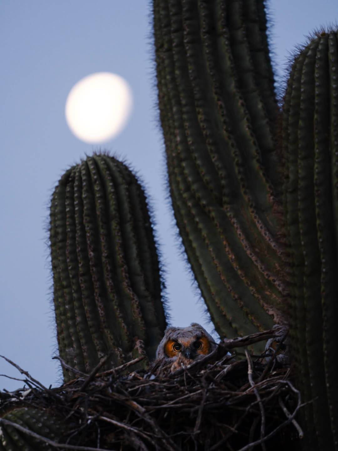 1080x1440, 82 Kb / сова, гнездо, кактус