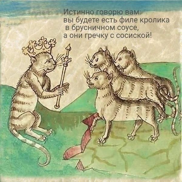 600x600, 83 Kb / кот, кошка, кошачий корм