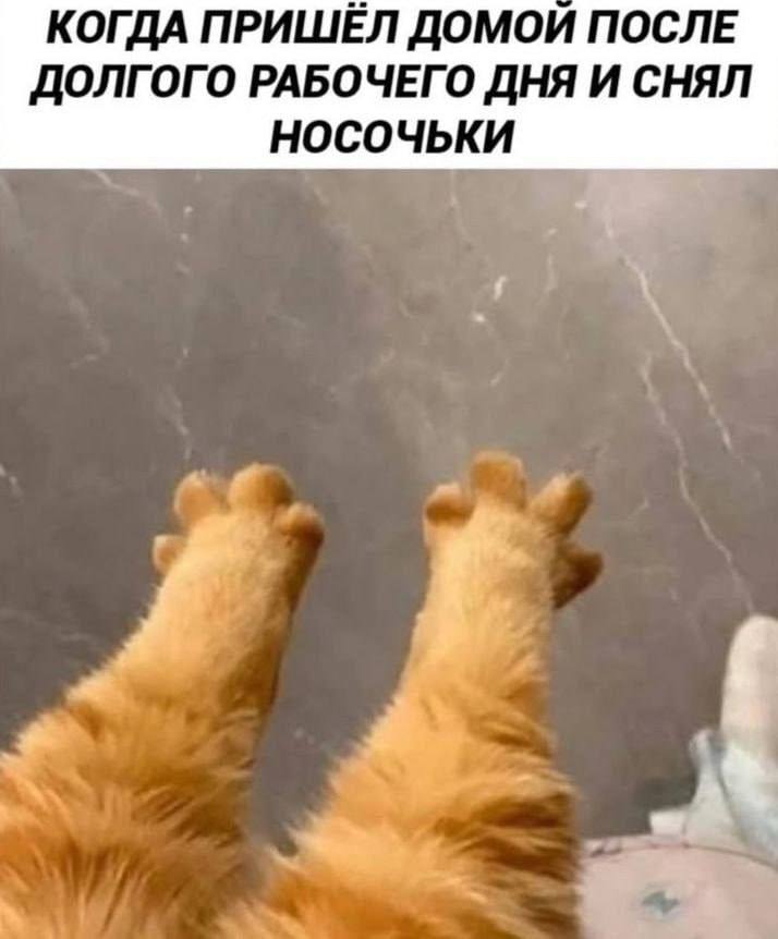 714x862, 44 Kb / лапы, носки