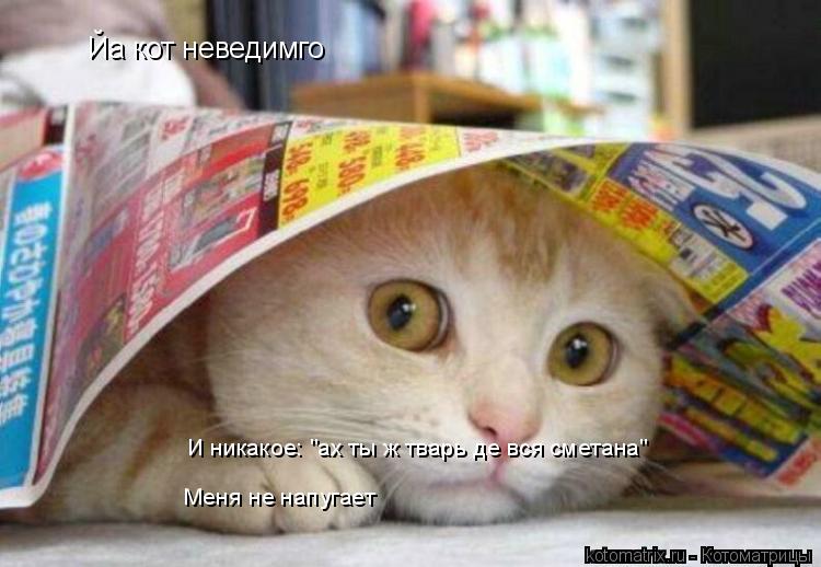 750x518, 55 Kb / кот, котоматрица, kotomatrix