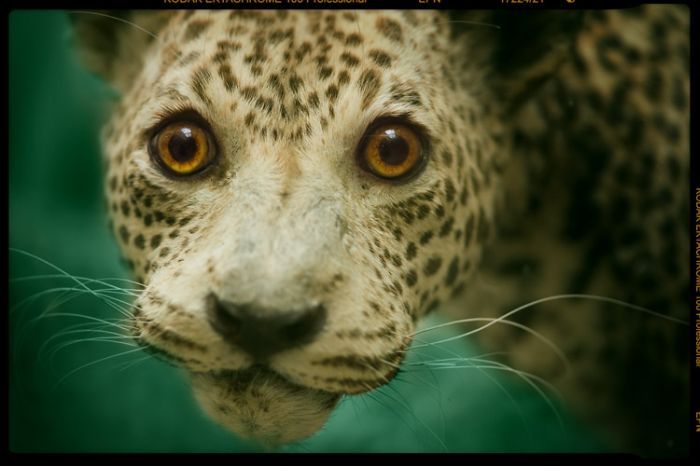 700x466, 42 Kb / гепард, глаза, удивлен