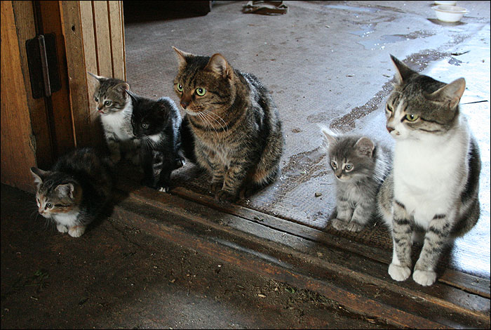 700x470, 107 Kb / коты, котята, внимание