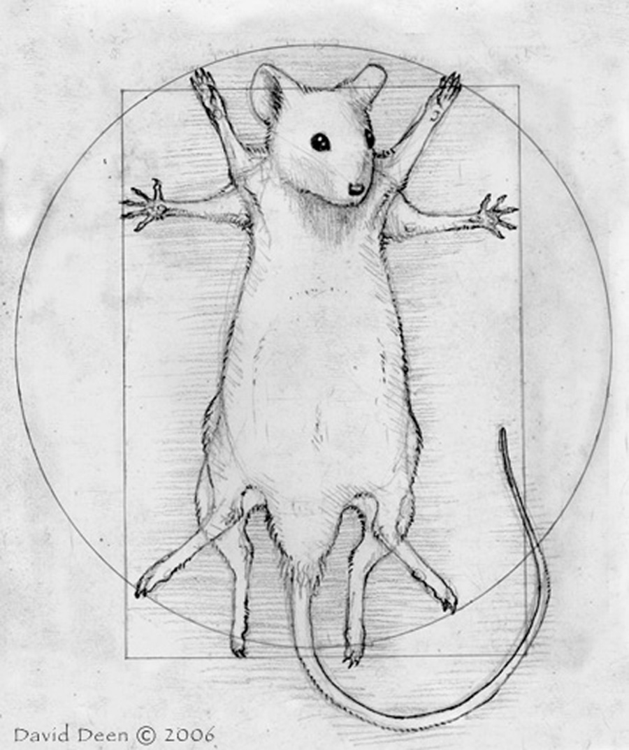 900x1074, 202 Kb / мышка, микельанджело