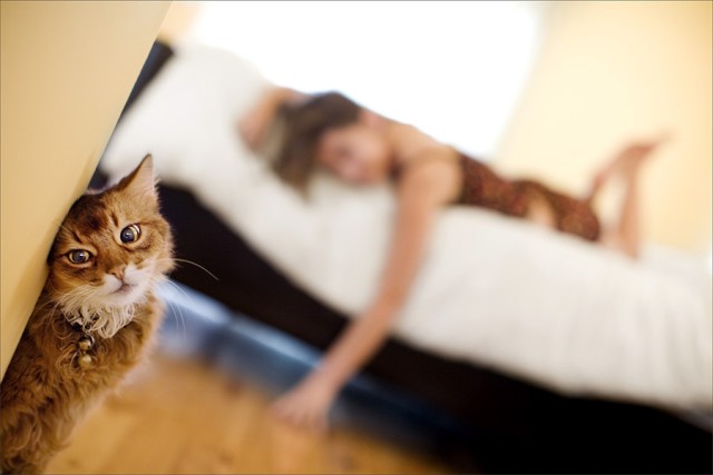 640x427, 52 Kb / кот, блур