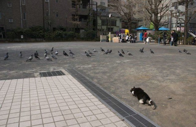 640x415, 62 Kb / кот, птицы, охотник, крадётся