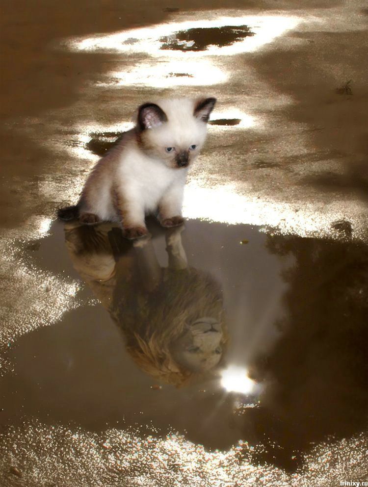 750x993, 111 Kb / котенок, лев, отражение