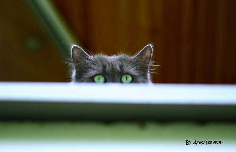 800x516, 74 Kb / кот, глаза