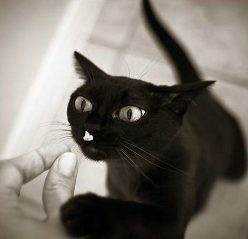 488x471, 20 Kb / Черный кот, гитлер