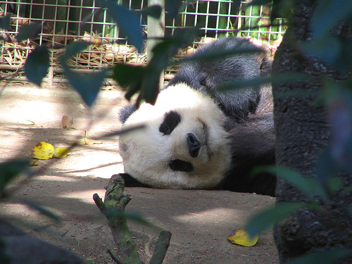 500x375, 102 Kb / панда, устала, лежит