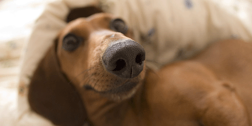 500x250, 82 Kb / собака, такса, нос, гифка