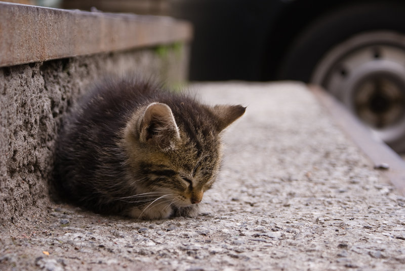 800x535, 95 Kb / котёнок, ступеньки, лестница