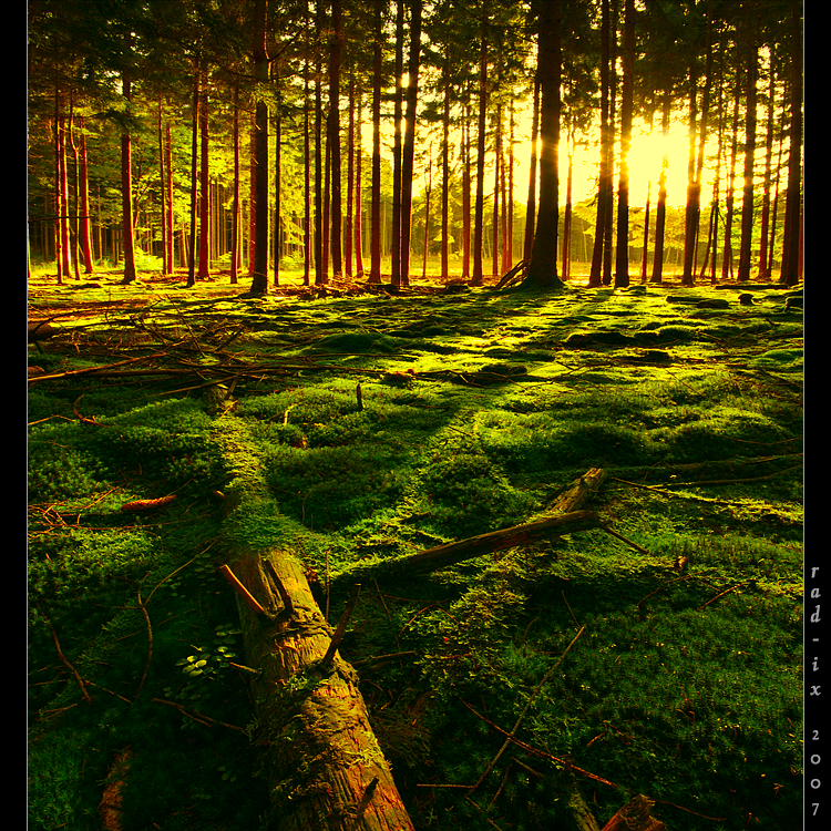 750x750, 242 Kb / лес, солнце, мох, дерево
