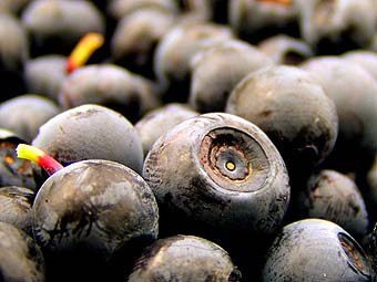 340x255, 17 Kb / черника