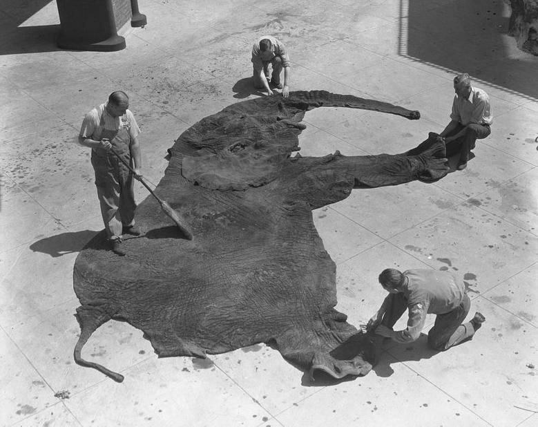 779x618, 86 Kb / слон, шкура, асфальт, рабочие