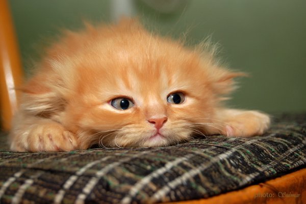 600x399, 38 Kb / кот, рыжий, понедельник