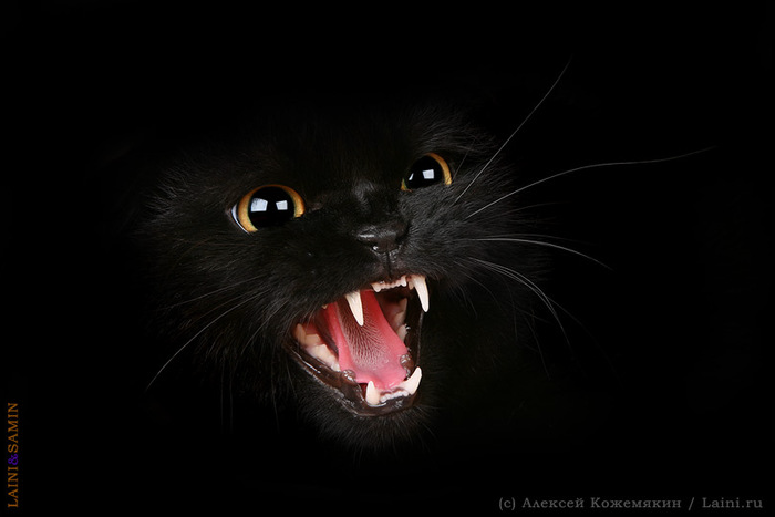 700x467, 209 Kb / пасть, глаза, зубы