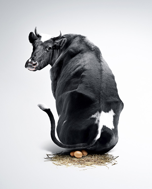 600x748, 91 Kb / корова, яйца, гнездо, белое