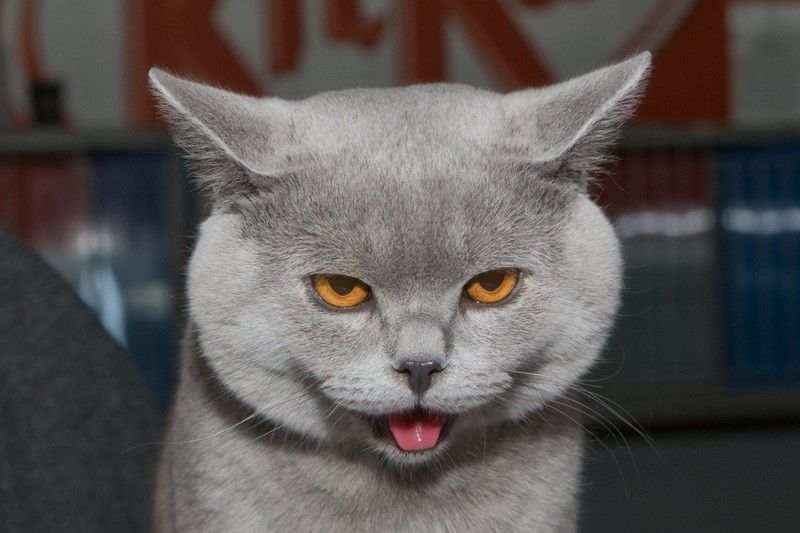 800x533, 63 Kb / кот, язык, взгляд