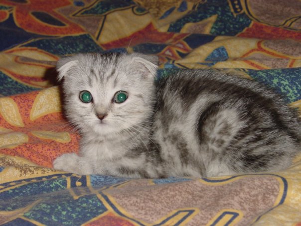 604x453, 60 Kb / кот, котёнок