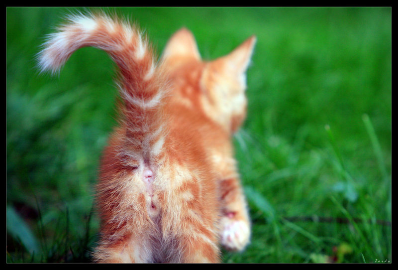 800x542, 92 Kb / котенок